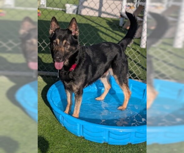 Medium Photo #2 German Shepherd Dog-Unknown Mix Puppy For Sale in Ventura, CA, USA