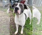 Small #1 American Staffordshire Terrier