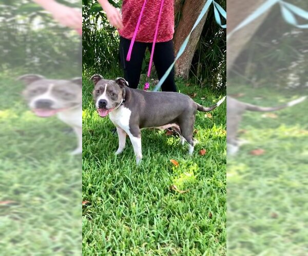 Medium Photo #4 Staffordshire Bull Terrier Puppy For Sale in Weston, FL, USA