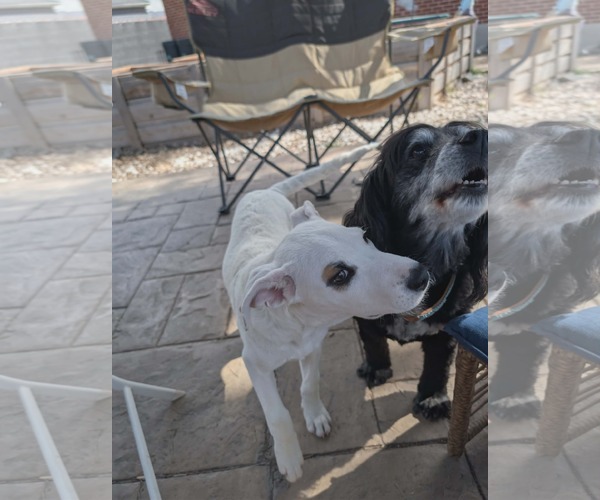 Medium Photo #14 Mutt Puppy For Sale in Sandy, UT, USA