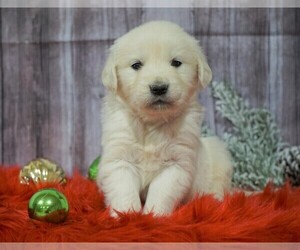 English Cream Golden Retriever Puppy for sale in FREDERICKSBG, OH, USA