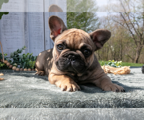 Medium Photo #3 French Bulldog Puppy For Sale in SUGARCREEK, OH, USA