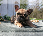 Small #2 French Bulldog