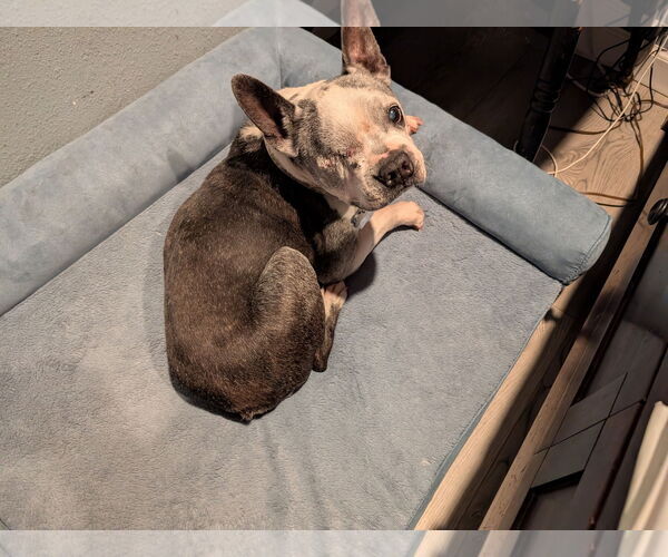 Medium Photo #2 Boston Terrier Puppy For Sale in Huntington Beach, CA, USA