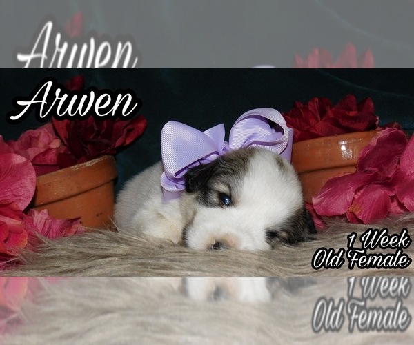 Medium Photo #2 Great Pyrenees Puppy For Sale in HILLSVILLE, VA, USA