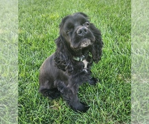 Father of the Cocker Spaniel-English Springer Spaniel Mix puppies born on 04/16/2025