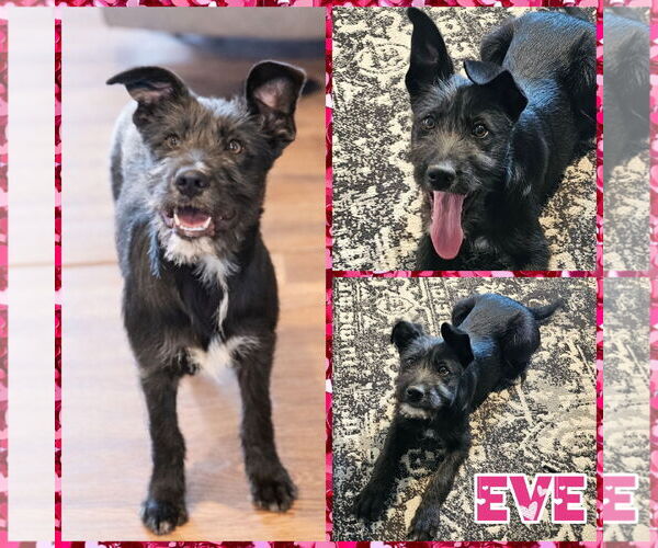 Medium Photo #2 GIANT SCHNAUZER -German Shepherd Dog Mix Puppy For Sale in Blacksburg, SC, USA