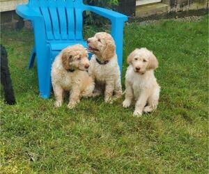 Goldendoodle Puppy for sale in SEYMOUR, CT, USA