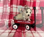 Puppy 1 Siberian Husky