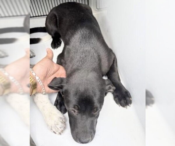 Medium Photo #1 Labrador Retriever Puppy For Sale in Houston, TX, USA