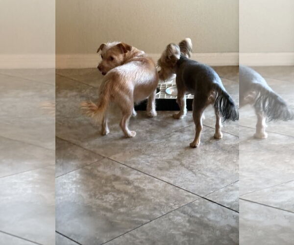 Medium Photo #8 Cairn Terrier-Unknown Mix Puppy For Sale in Valrico, FL, USA