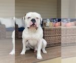 Small Photo #1 American Bulldog Puppy For Sale in PLUMAS LAKE, CA, USA