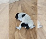 Small Photo #31 German Shorthaired Pointer Puppy For Sale in EVANSVILLE, WY, USA