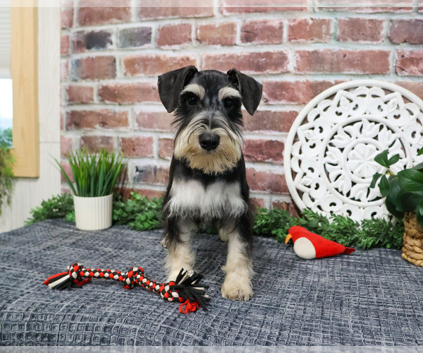 Medium Photo #5 Schnauzer (Miniature) Puppy For Sale in SYRACUSE, IN, USA