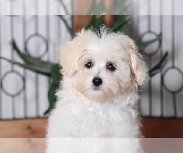Medium Photo #2 Maltese Puppy For Sale in NAPLES, FL, USA