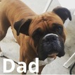 Small Photo #11 Boxer Puppy For Sale in NORCO, CA, USA