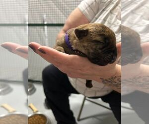 Mastiff-Unknown Mix Dogs for adoption in Calgary, Alberta, Canada