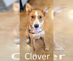 Small #6 Red Heeler Mix