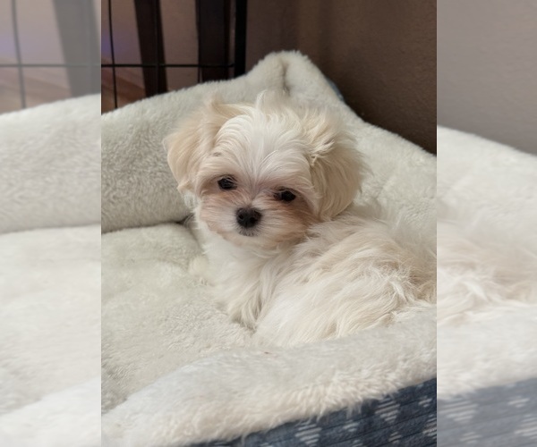 Medium Photo #7 Maltese Puppy For Sale in ROCK VALLEY, IA, USA