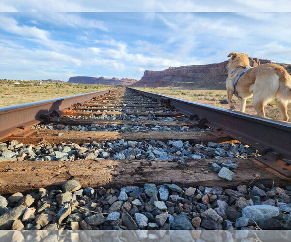 Medium Photo #3 Collie-Unknown Mix Puppy For Sale in Sandy, UT, USA