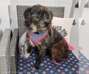 Mutt Dogs for adoption in Ellijay, GA, USA