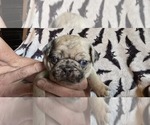 Puppy Puppy 7 Pug