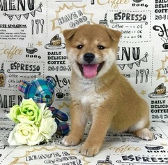 Shiba Inu Puppy for sale in CHICAGO, IL, USA