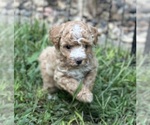 Puppy Fonzie Poodle (Miniature)