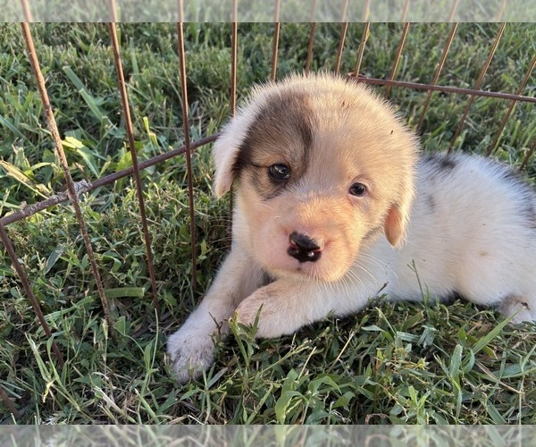 Medium Photo #9 Great Bernese Puppy For Sale in BALDWIN CITY, KS, USA