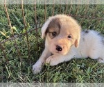 Small #8 Great Bernese