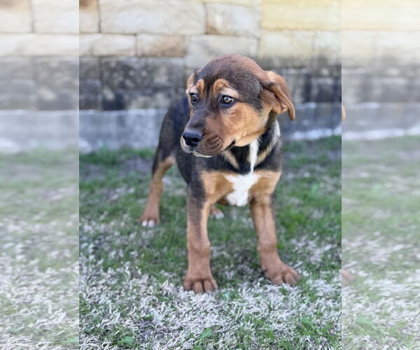 Medium Photo #3 Mutt Puppy For Sale in PIPE CREEK, TX, USA