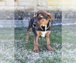 Small #2 Mutt