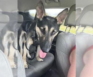 German Shepherd Dog Dogs for adoption in San Antonio, TX, USA