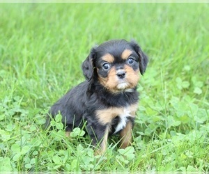 Cavalier King Charles Spaniel Puppy for sale in WOOSTER, OH, USA