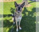 Small German Shepherd Dog