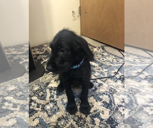 Labradoodle Puppy for sale in PUYALLUP, WA, USA