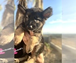 Small Photo #1 German Shepherd Dog Puppy For Sale in DEL ROSA, CA, USA