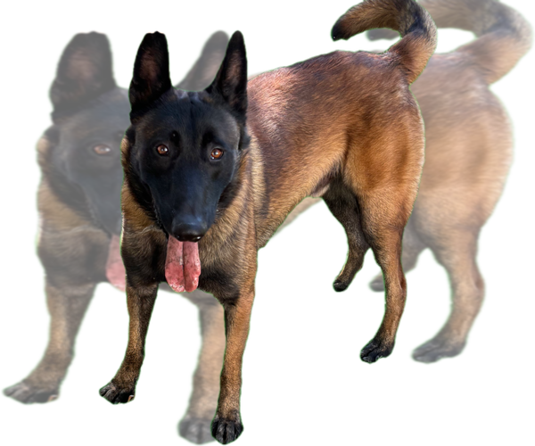 Medium Photo #1 Belgian Malinois Puppy For Sale in WHITAKERS, NC, USA