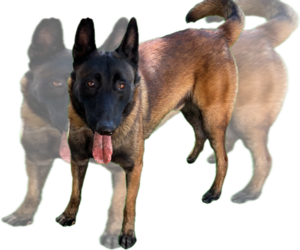 Father of the Belgian Malinois puppies born on 10/14/2025