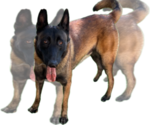 Small Photo #1 Belgian Malinois Puppy For Sale in WHITAKERS, NC, USA