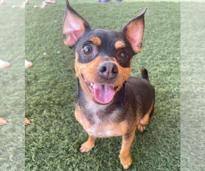 Uno - Male Chipin Dog for Adoption - Photo #2