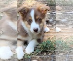 Small Photo #7 Australian Shepherd Puppy For Sale in PIONEER, CA, USA