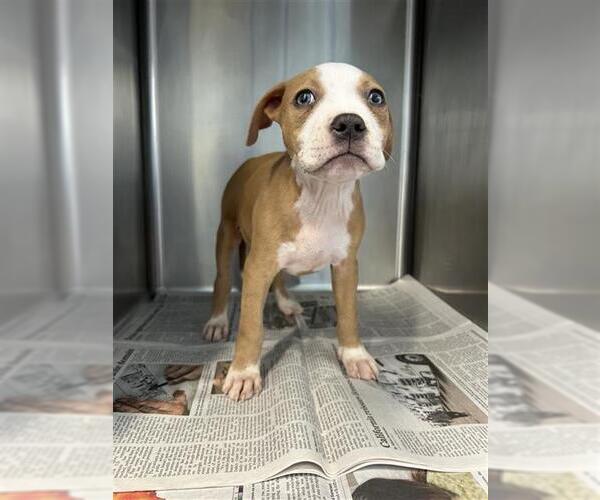 Medium Photo #1 American Staffordshire Terrier-Unknown Mix Puppy For Sale in San Antonio, TX, USA