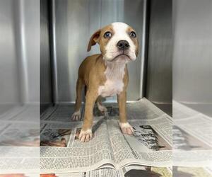 American Staffordshire Terrier-Unknown Mix Dogs for adoption in San Antonio, TX, USA