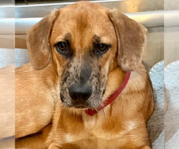 Medium Photo #5 Mutt Puppy For Sale in Canton, CT, USA