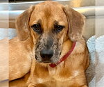 Small Photo #5 Mutt Puppy For Sale in Canton, CT, USA