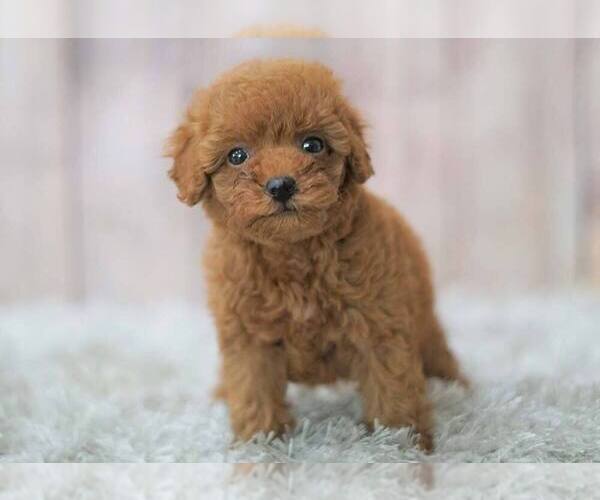 Medium Photo #8 Poodle (Miniature) Puppy For Sale in FULLERTON, CA, USA