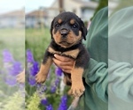 Small Photo #15 Rottweiler Puppy For Sale in FREEPORT, NY, USA