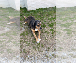 Father of the Catahoula Leopard Dog puppies born on 05/02/2025