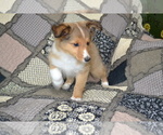 Small Photo #7 Shetland Sheepdog Puppy For Sale in GREENWOOD, WI, USA